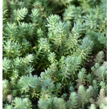 ROZCHODNIK Polar Sun - sadzonki 5 / 10 cm